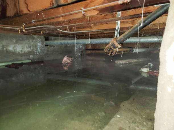 Best Fire Damage Restoration  in Pine Castle, FL