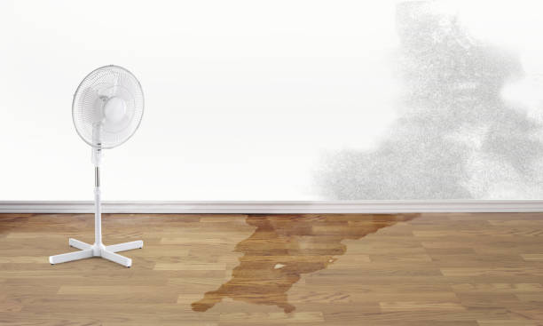 Best Water damage restoration specialists  in Pine Castle, FL